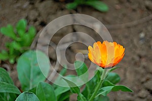 Photography of common marigold flower Calendula officinalis